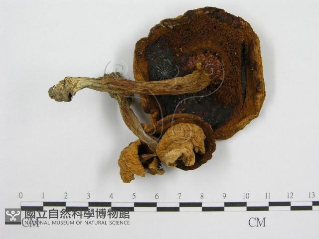 登錄號:F0016081藏品圖，第1張