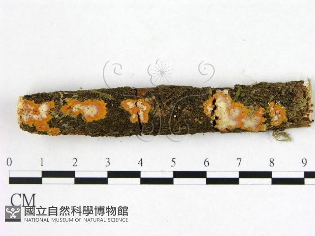 登錄號:F0001081藏品圖，第1張
