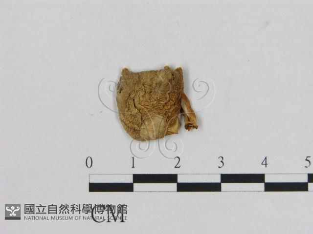小菇屬藏品圖，第1張