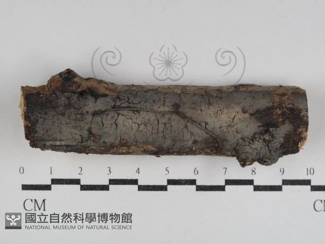 登錄號:F0031081藏品圖，第1張