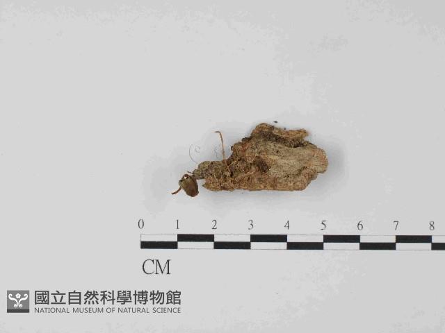 登錄號:F0024081藏品圖，第1張