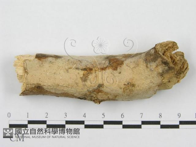 筍殼菌屬藏品圖，第1張