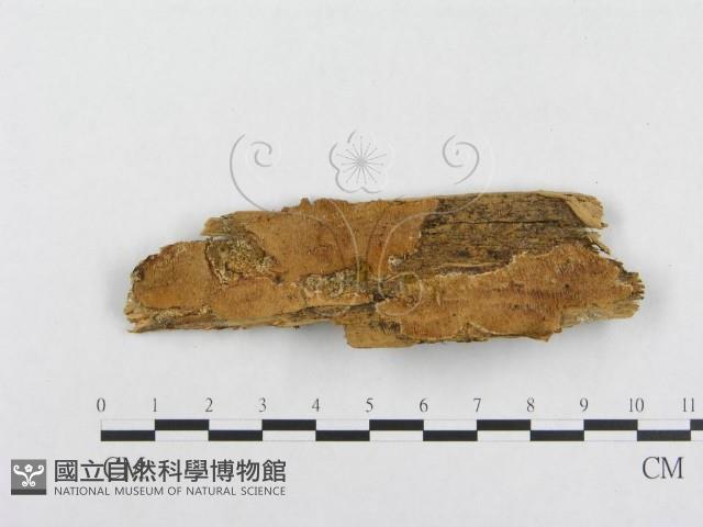 登錄號:F0014081藏品圖，第1張