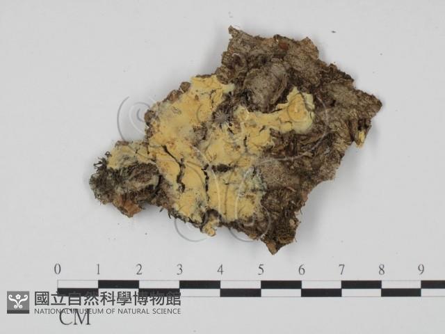 登錄號:F0022081藏品圖，第1張