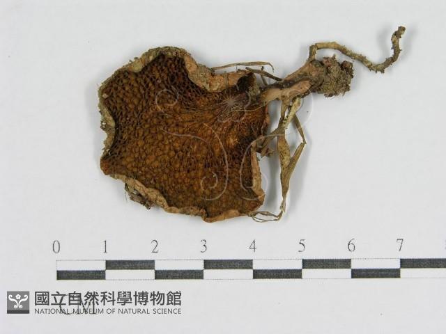 登錄號:F0002081藏品圖，第1張