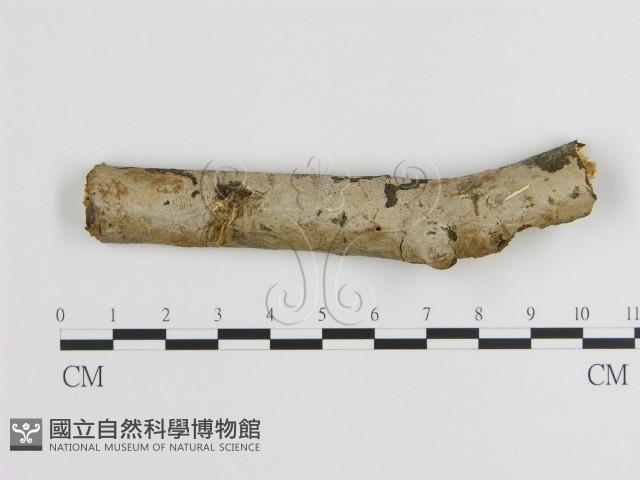 刺皮菌屬藏品圖，第1張