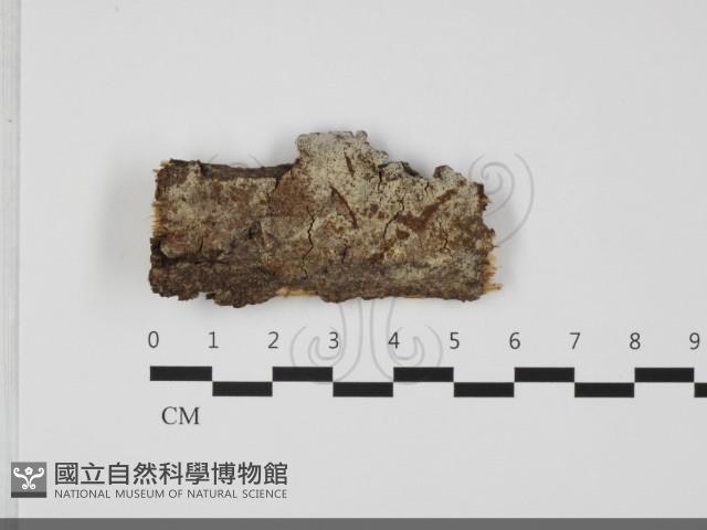 登錄號:F0032081藏品圖，第1張