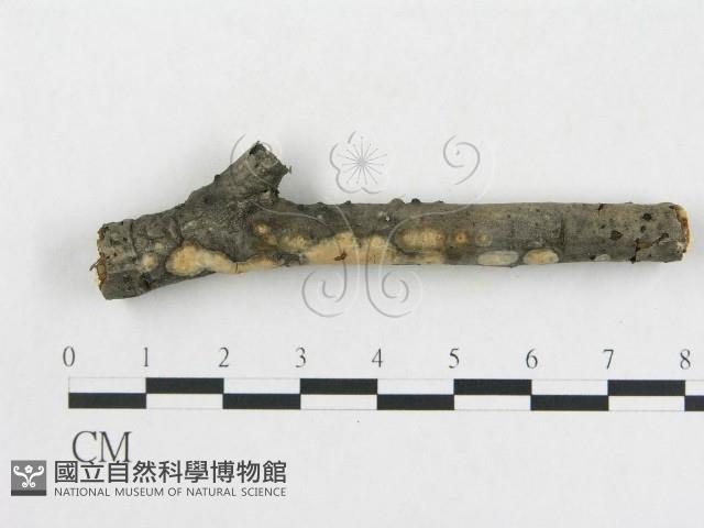 登錄號:F0017081藏品圖，第1張