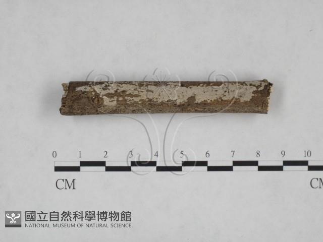刺皮菌屬藏品圖，第1張
