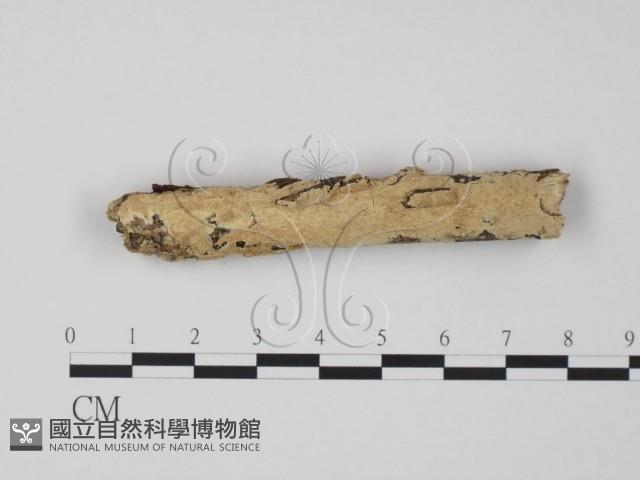 登錄號:F0005081藏品圖，第1張