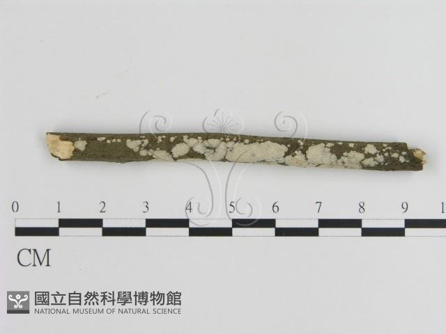 刺皮菌屬藏品圖，第1張