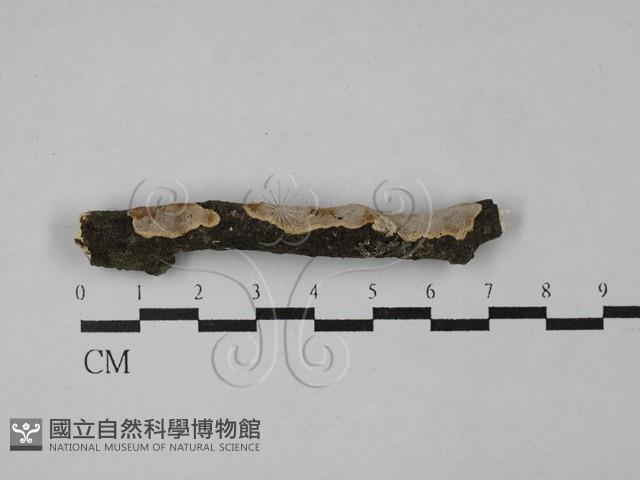 登錄號:F0029081藏品圖，第1張