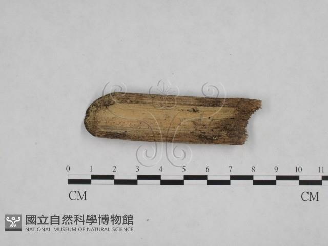登錄號:F0009081藏品圖，第1張