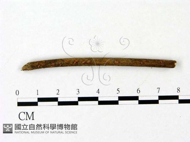 登錄號:F0023081藏品圖，第1張