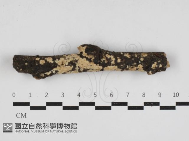 齒耳菌屬藏品圖，第1張