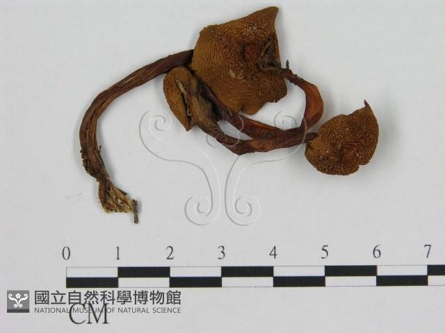 登錄號:F0008381藏品圖，第1張