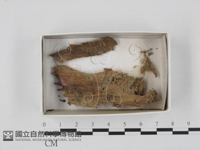 登錄號:F0018381藏品圖，第1張