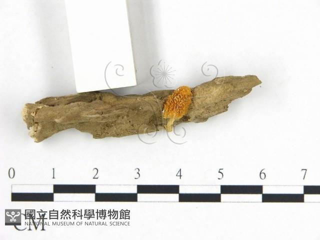 登錄號:F0020381藏品圖，第1張