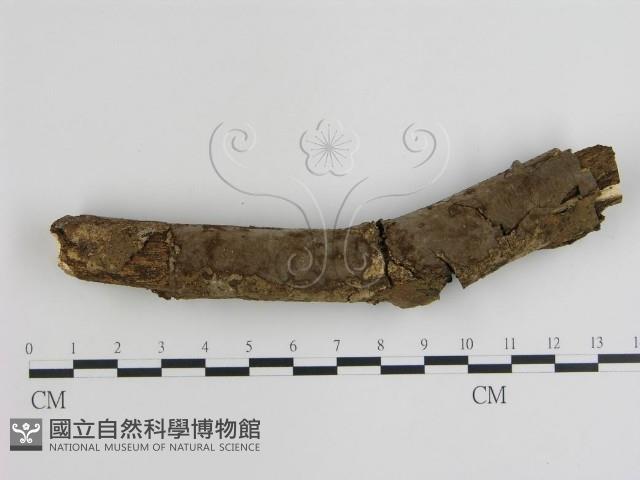 登錄號:F0000381藏品圖，第1張