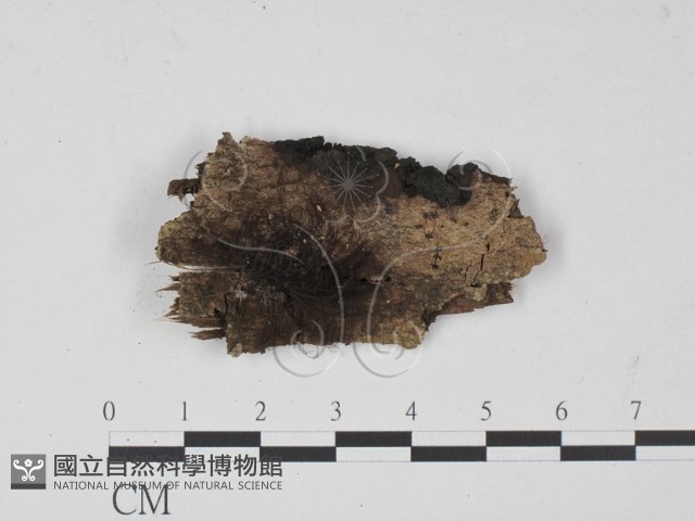 登錄號:F0010381藏品圖，第1張