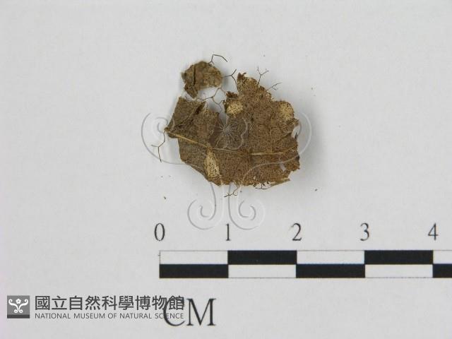 登錄號:F0016381藏品圖，第1張