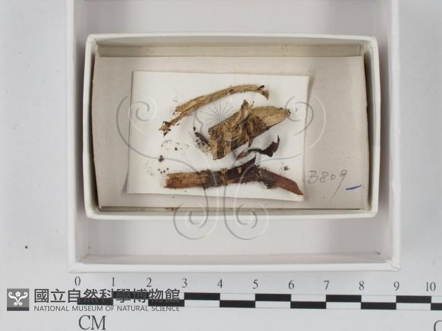 登錄號:F0021381藏品圖，第1張