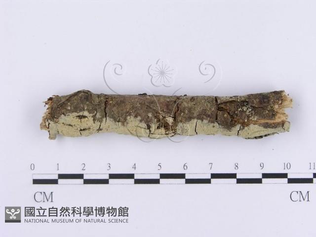 登錄號:F0001381藏品圖，第1張