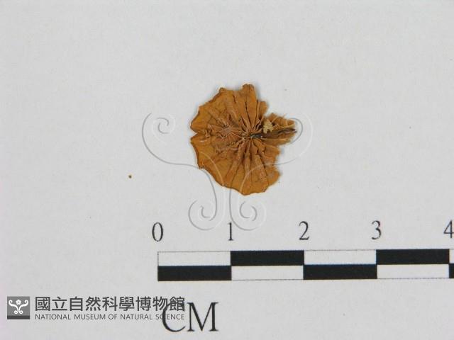 登錄號:F0011381藏品圖，第1張