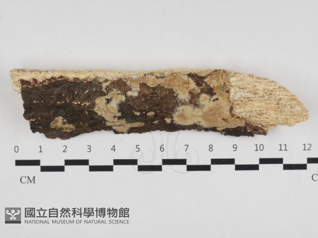 登錄號:F0031381藏品圖，第1張