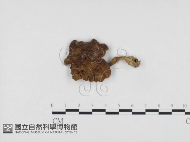 粉褶菌屬藏品圖，第1張