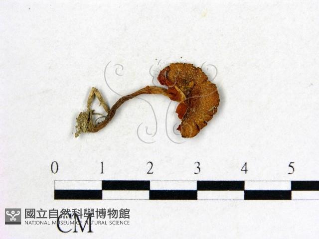 登錄號:F0004381藏品圖，第1張