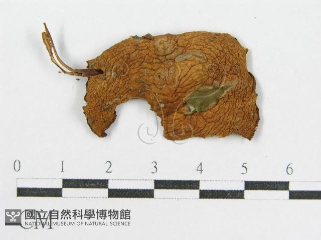 登錄號:F0014381藏品圖，第1張