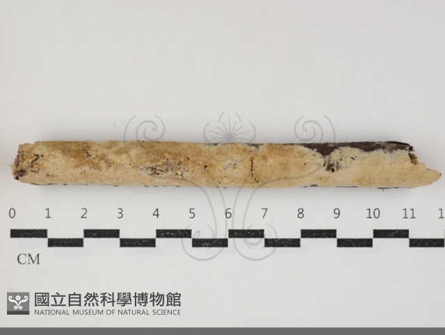 登錄號:F0034381藏品圖，第1張