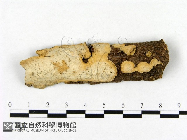 齒脈菌屬藏品圖，第1張