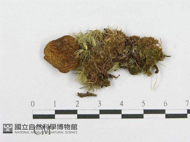 登錄號:F0012381藏品圖，第1張