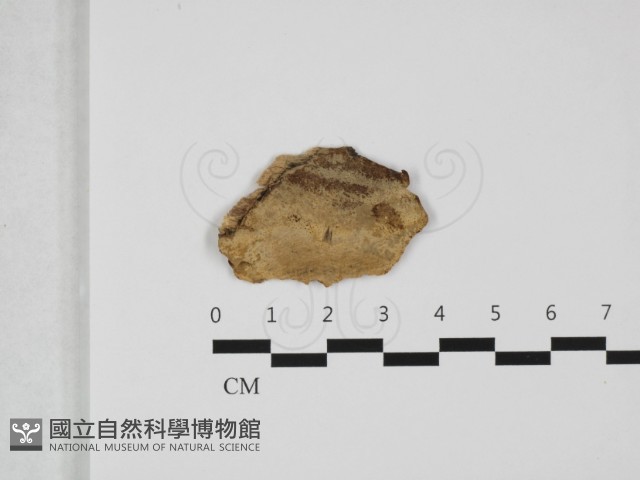 登錄號:F0032381藏品圖，第1張