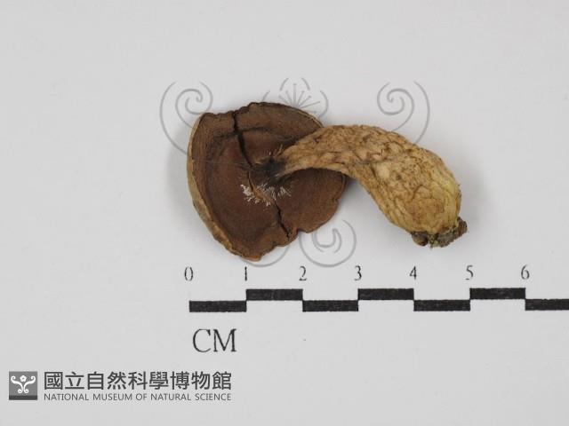 登錄號:F0027381藏品圖，第1張