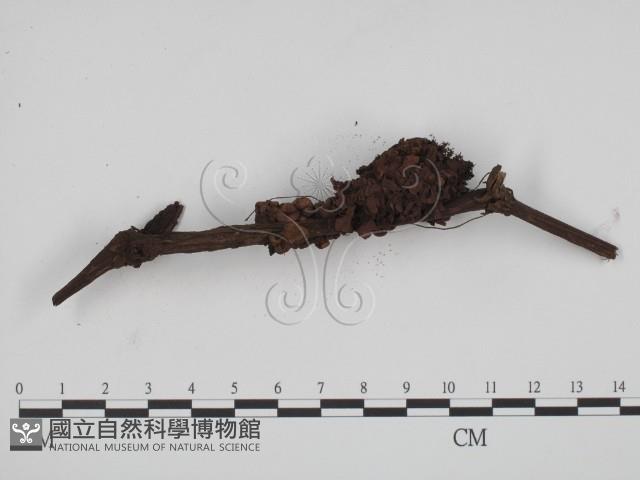 黑粉菌屬藏品圖，第1張
