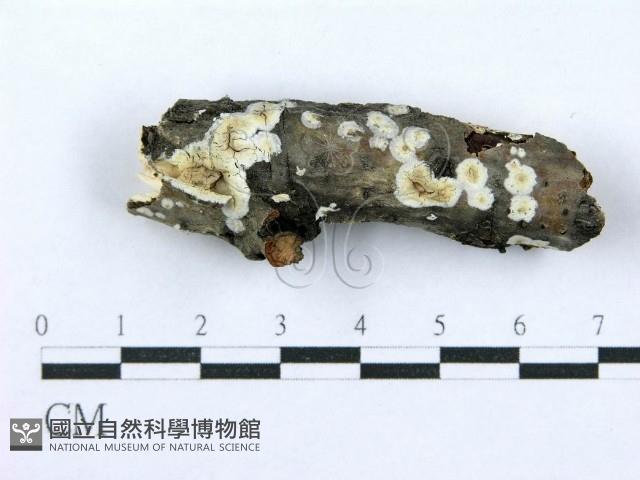 射脈菌屬藏品圖，第1張