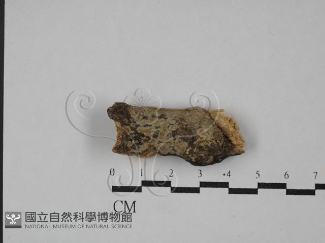 登錄號:F0029381藏品圖，第1張