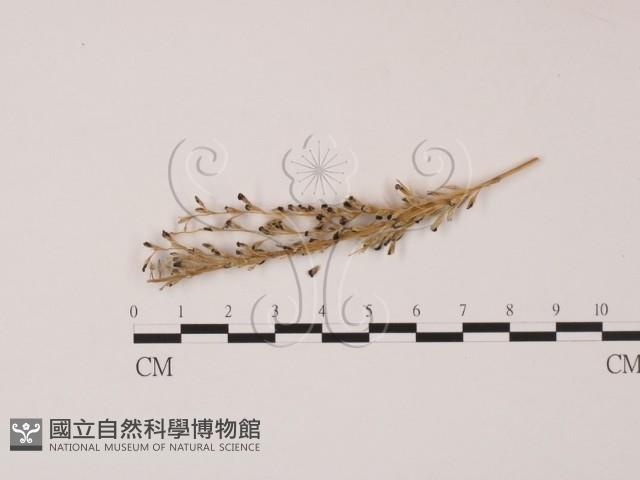 登錄號:F0019381藏品圖，第1張