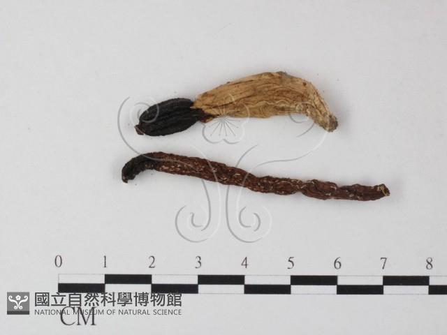 登錄號:F0023381藏品圖，第1張