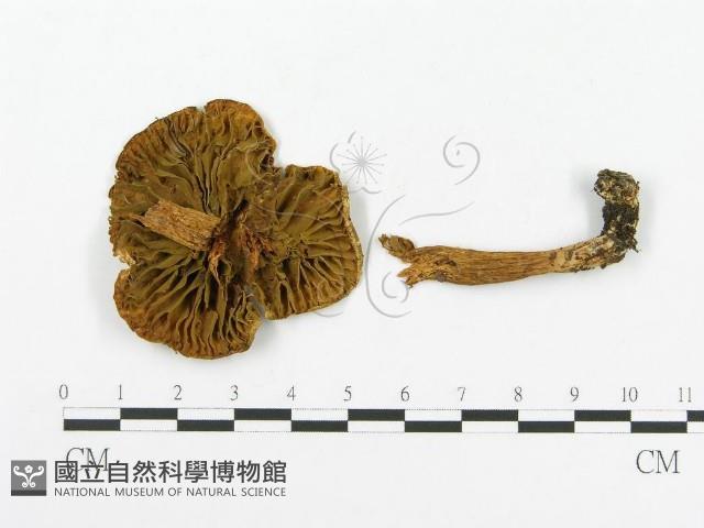 登錄號:F0003381藏品圖，第1張