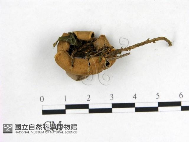 登錄號:F0013381藏品圖，第1張