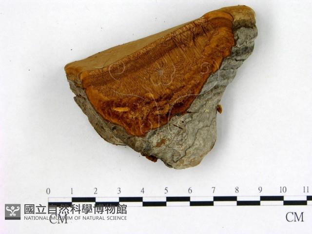 登錄號:F0008031藏品圖，第1張