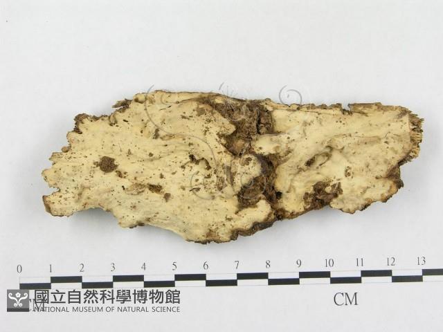 登錄號:F0009031藏品圖，第1張