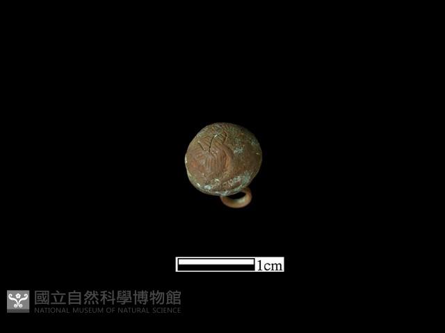 Accession Number:BK-CU031 Collection Image, Figure 1, Total 3 Figures