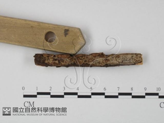 韌革菌屬藏品圖，第1張