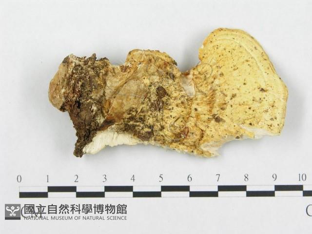 登錄號:F0008124藏品圖，第1張