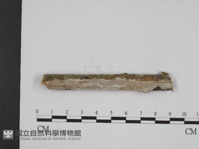 登錄號:F0004124藏品圖，第1張